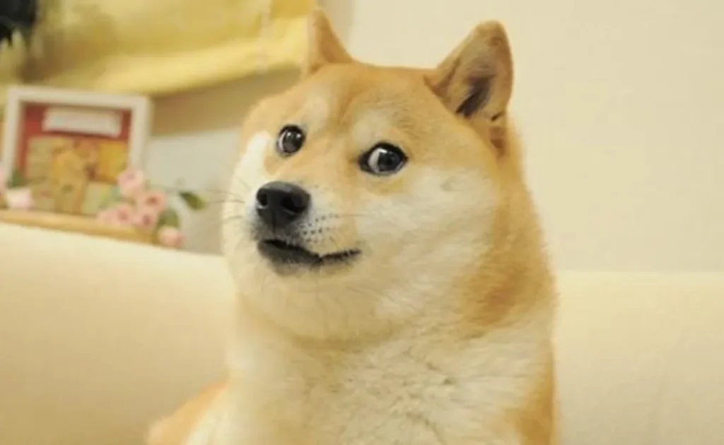 Kabosu, The Iconic Shiba Inu Dog Inspiring Dogecoin, Dies
