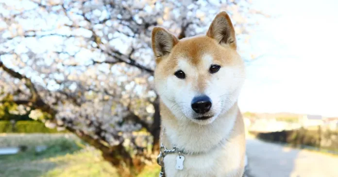 PEPE vs Shiba Inu: Battling for Memecoin Supremacy